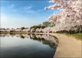 path-along-the-potomac-river-tidal-basin-during-washingtons-spring-cherry