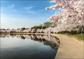 path-along-the-potomac-river-tidal-basin-during-washingtons-spring-cherry