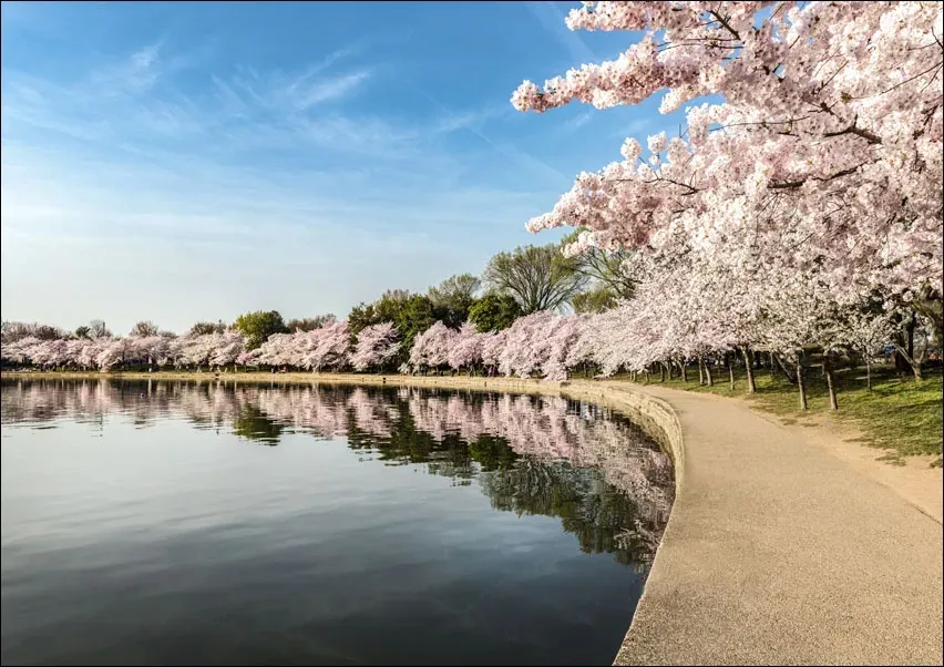 path-along-the-potomac-river-tidal-basin-during-washingtons-spring-cherry