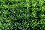 rice-plakat-70x50-cm-stan-nowy
