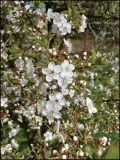 sakura-plakat-594x841-cm