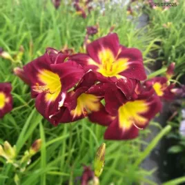 hemerocallis-night-beacon-liliowiec-kwiat-bordowo-zolty-c2
