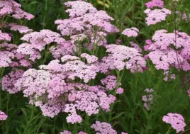 achillea-millefolium-apfelblute-appleblossom-krwawnik-kwiat-rozowo-zolt