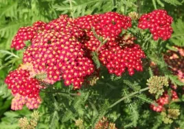 achillea-millefolium-paprika-krwawnik-kwiat-jaskrawo-czerwony-talerzykowa