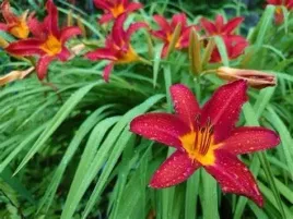 hemerocallis-sammy-russel-liliowiec-kwiat-ceglano-czerwony-bylina-sadzonk
