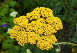 achillea-millefolium-skysail-yellow-krwawnik-kwiat-zolty-bylina-sadzonka