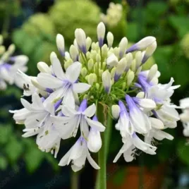 agapanthus-fireworks-mdb001-agapant-kwiat-fioletowo-bialy-bylina-sadzonka