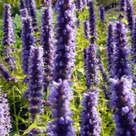 agastache-black-adder-klosowiec-kwiat-fioletowy-bylina-sadzonka-c2