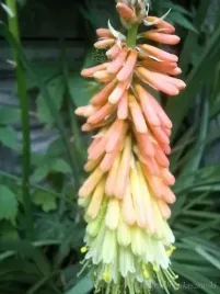 trytoma-groniasta-sadzonka-bylina-ozdobna