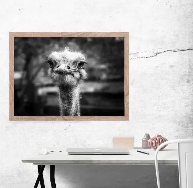 strus-plakat-30x20-cm-stan-nowy