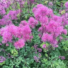 thalictrum-censation-little-pinkie-little-pinkie-rutewka-lisc-zielono-nie