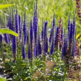 veronica-spicata-ulster-dwarf-blue-przetacznik-klosowy-kwiat-niebieski-by