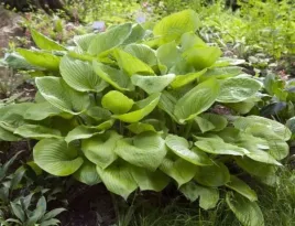 hosta-honeybells-funkia-lisc-jasno-zielony-kwiat-bialo-lawendowy-pachnace
