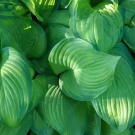 hosta-sharmon-funkia-lisc-ciemno-jasno-zielony-kwiat-jasno-fioletowy-byli