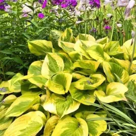 hosta-summer-breeze-funkia-lisc-zielono-zolty-kwiat-jasno-lawendowy-bylin