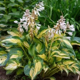 hosta-great-expectations-funkia-lisc-kremowo-zolto-zielony-kwiat-bialy-c2