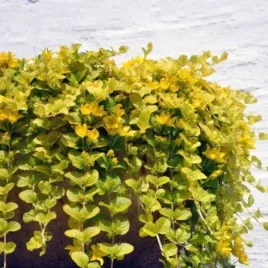 lysimachia-nummularia-aurea-tojesc-rozeslana-lisc-zielono-zolty-bylina-sa