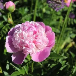 paeonia-sorbet-piwonia-kwiat-pelny-rozowo-zolty-bylina-sadzonka-c4