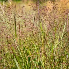 panicum-virgatum-squaw-proso-rozgowate-lisc-jasno-niebiesko-czerwony-kwia