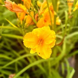 hemerocallis-bakabana-liliowiec-kwiat-zolty-bylina-sadzonka-c2
