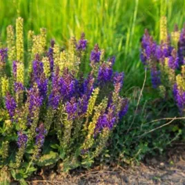 liatris-spicata-floristan-violet-liatra-klosowa-lisc-zielony-kwiat-fiolet