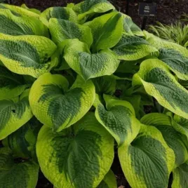 hosta-pilgrim-funkia-lisc-sercowaty-owalny-jasno-ciemno-zielony-kwiat-law