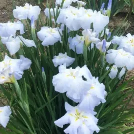 iris-ensata-gold-bound-kosaciec-mieczolistny-kwiat-bialo-zolty-bylina-sad