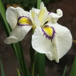 iris-pseudata-cat-s-eye-kosaciec-kwiat-kremowo-zolto-fioletowy-bylina-sad