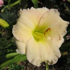 hemerocallis-longfields-beauty-liliowiec-lisc-waski-kwiat-morelowy-lososi