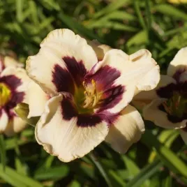 hemerocallis-celebration-of-angels-liliowiec-kwiat-kremowy-z-bordowym-sro