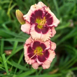 hemerocallis-crystal-pinot-liliowiec-kwiat-kremowo-lososiowo-rozowy-z-bor
