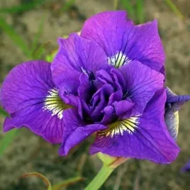 iris-sibirica-double-standard-kosaciec-syberyjski-kwiat-fioletowo-rozowo