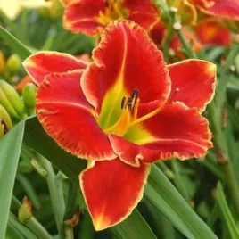 hemerocallis-fire-and-fog-liliowiec-kwiat-czerwono-zolty-bylina-sadzonka