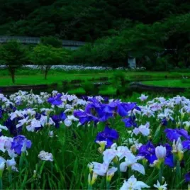 iris-ensata-light-at-dawn-kosaciec-mieczolistny-kwiat-fioletowo-bialy-byl