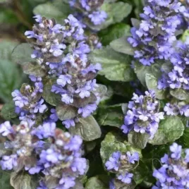 ajuga-reptans-burgundy-glow-dabrowka-rozlogowa-pol-zimozielona-lisc-pstry