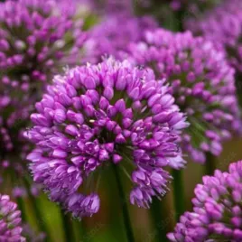 allium-party-balloons-czosnek-ozdobny-dekoracyjny-kwiat-rozowo-fioletowy