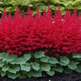 astilbe-fanal-tawulka-lisc-pierzasty-kwiat-czerwony-wiecha-wysoka-bylina