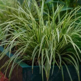 carex-morrowii-ice-dance-turzyca-morrowa-trawa-ozdobna-dekoracyjna-lisc-z