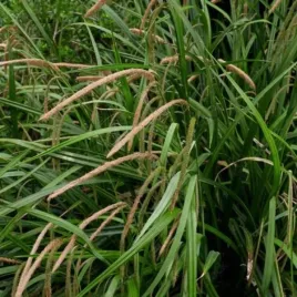 carex-pendula-turzyca-zwisajaca-lisc-lsniacy-ciemno-zielony-przewisajacy-by