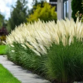 cortaderia-selloana-tiny-pampa-day1-pbr-trawa-pampasowa-kwiatostany-wiech