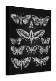 eleven-moths-obraz-na-plotnie-40x50-cm
