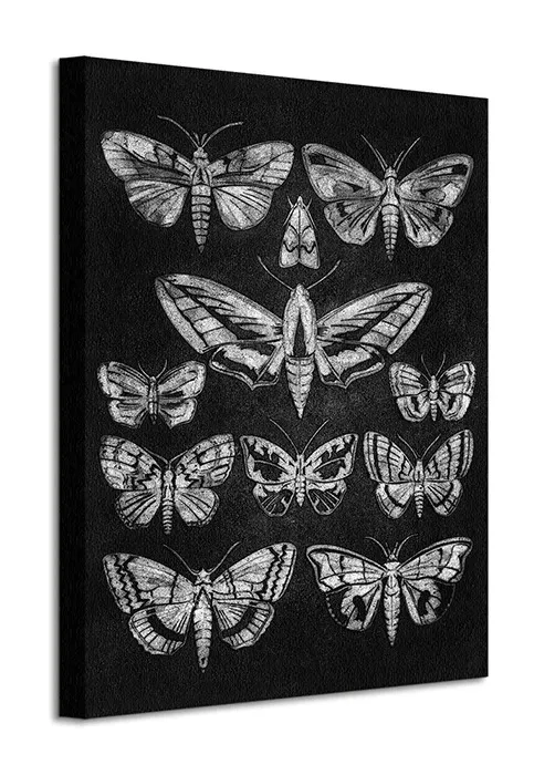 eleven-moths-obraz-na-plotnie-40x50-cm