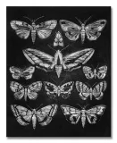 eleven-moths-obraz-na-plotnie-40x50-cm-stan-nowy