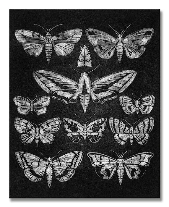eleven-moths-obraz-na-plotnie-40x50-cm