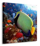emperor-angelfish-obraz-na-plotnie-40x40-cm