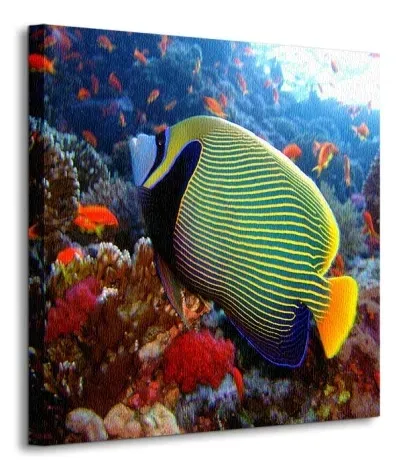 emperor-angelfish-obraz-na-plotnie-40x40-cm