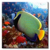 emperor-angelfish-obraz-na-plotnie-40x40-cm-stan-nowy