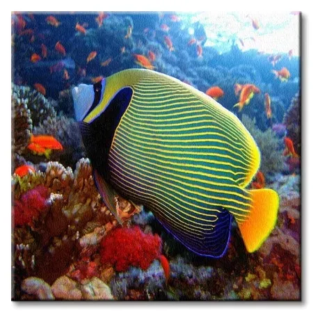 emperor-angelfish-obraz-na-plotnie-40x40-cm