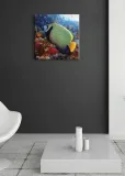 emperor-angelfish-obraz-na-plotnie-40x40-cm-stan-nowy