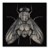 fly-obraz-na-plotnie-60x60-cm-stan-nowy